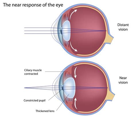 The Anatomy And Working Of The Eye Charl Laas Optometrists