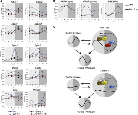 Circadian Clocks And Feeding Time Regulate The Oscillations And Levels