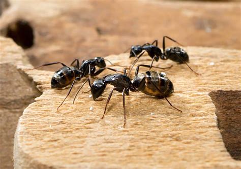 These structures incorporate fluid concentrates the initial phase in controlling carpenter ants is a review. WSHG.NET | Get The Dirt — On Home Gardening — Fall ...