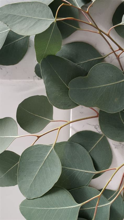 FREE Sage Green iPhone Wallpaper | Sage Green Aesthetic Wallpaper