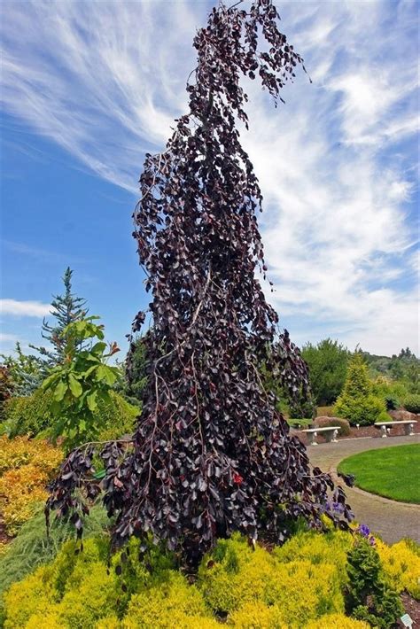 Fagus Sylvatica Purpurea Pendula Purple Fountain Weeping Copper