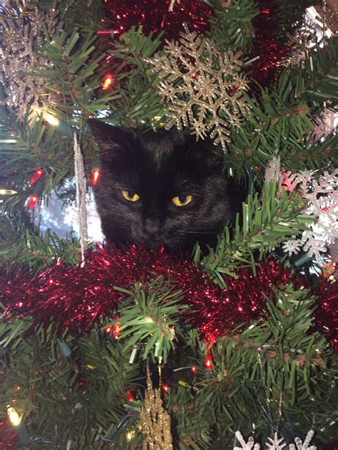 Christmas Black Cat Cute Black Cats Christmas Cats Black Cat