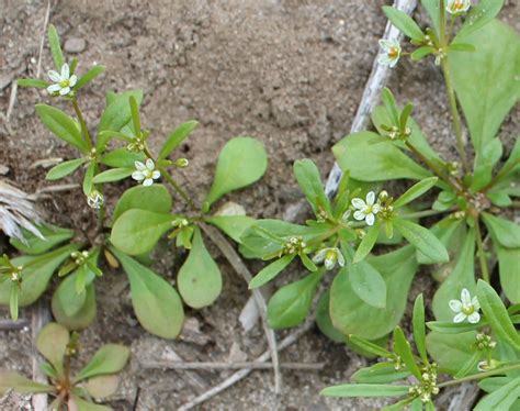 Carpetweed Weed Identification Guide For Ontario Crops Ontarioca