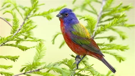Latest Colorful Birds Hd Desktop Wallpapers Background