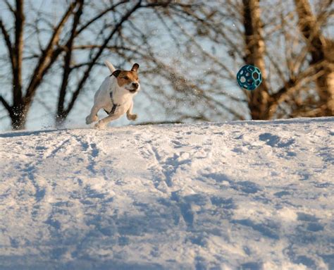 Dog Rushing Through Snow Chasing A Ball Stock Image Image Of Outdoor