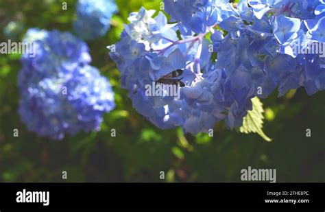 Ajisai Flower Stock Videos And Footage Hd And 4k Video Clips Alamy