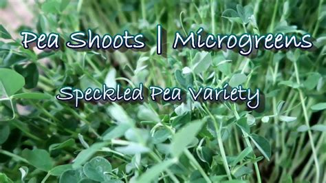 Growing Pea Shoots Microgreens Speckled Pea Variety Youtube