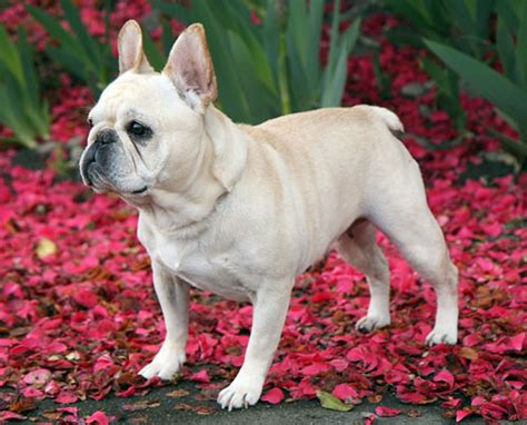 Royal puppy kennel, arizona's #1 bulldog kennel (we are not affiliated with any other bulldog websites with the name royal), is a family oriented, small business located southeast of phoenix, arizona (near mesa. Tahoma Frenchies - Pictures