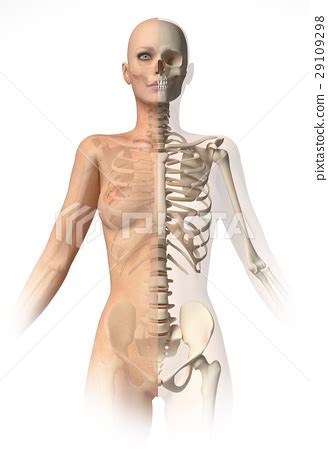 Naked Woman Body With Bone Skeleton Stock Illustration Pixta
