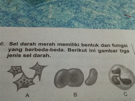 Gambar dekoratif adalah berupa gambar hiasan yang dalam perwujudannya tampak rata tidak ada kesan ruang jarak jauh dekat atau gelap terang tidak terlalu ditonjolkan. Fungsi sel darah pada gambar A adalah - Brainly.co.id