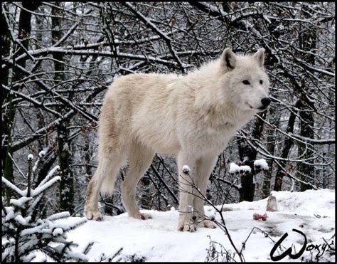 So Nice On Ice Arctic Wolf Cute Animals Animals