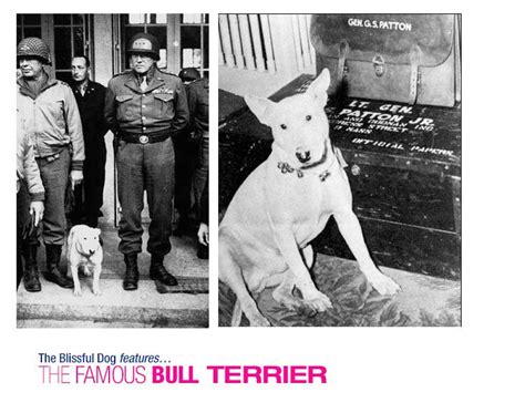 77 Famous Bull Terriers L2sanpiero