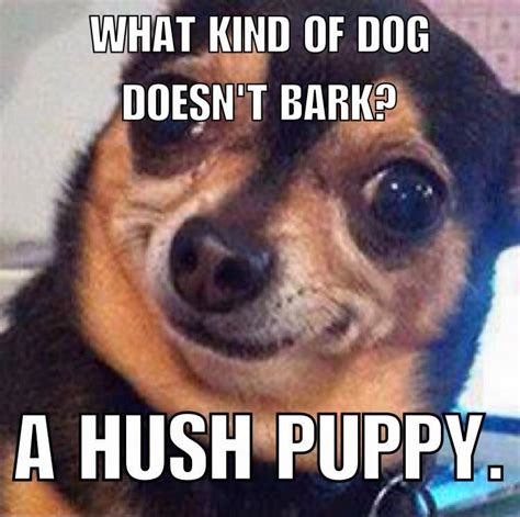 Haha This Made Us Laugh Dogslifemag Stupid Jokes Cute Jokes Silly