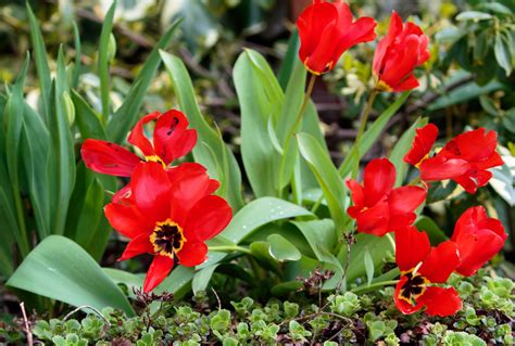Red Spring Flowers Free Stock Photo Public Domain Pictures