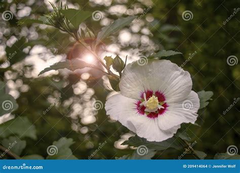 Close Up Of White Rose Of Sharon Flower With Deep Red Center On A