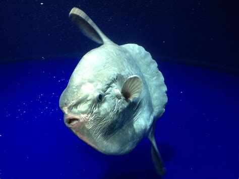 Der mondfisch ist der schwerste knochenfisch der welt, der in warmen weltmeeren vorkommt. Mondfisch