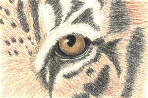Wild About Art Tigers Eye Workshop