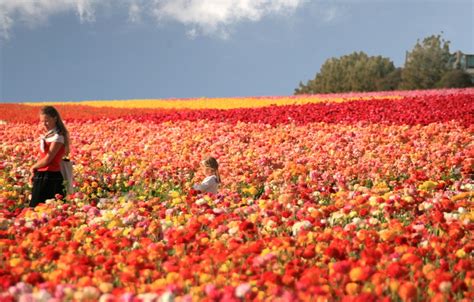 The Flower Fields Of Carlsbad Ranch San Diego Travel Blog