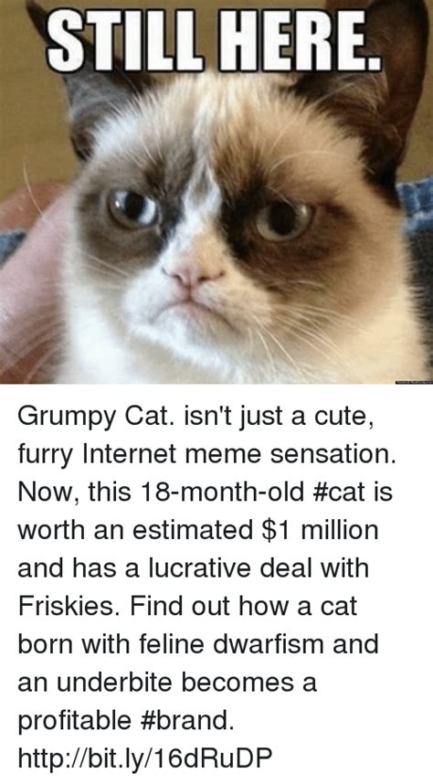 25 Best Memes About Cats Cute And Grumpy Cat Cats