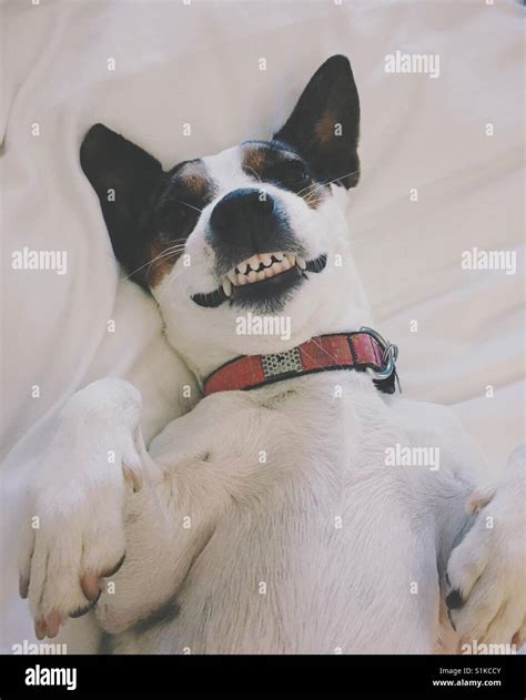 Smiling Dog Hi Res Stock Photography And Images Alamy
