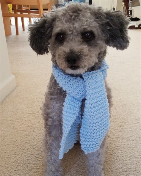 Knitted A Scarf For My Dog Reyebleach