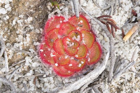 Drosera Zonaria Species Profile Fierce Flora