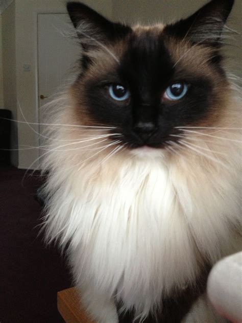 Long Haired Ragdoll Cat For Sale