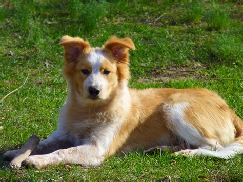 Explore 14 listings for collie shepherd puppies for sale at best prices. border collie australian shepherd mix young dog image - Dog Breeders Guide