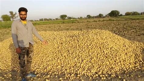 Fresh Raw Potatoes And Potato Wholesaler Ramraj Potatoes Hathras