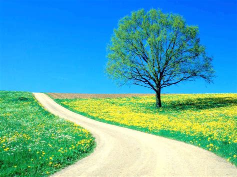 A Road To Travel A Tree For Shade And Flowers To Smell Green Nature