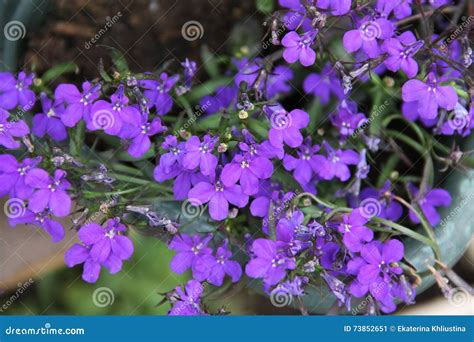 Fragrant Summer Flowers Blue Purple Lobelia Growing In The Garden Stock