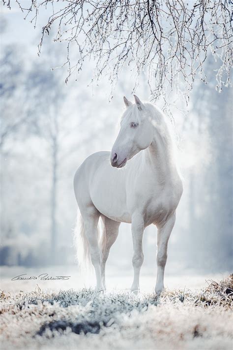 Equine Photography Horses In Snow Most Beautiful Horses Horses