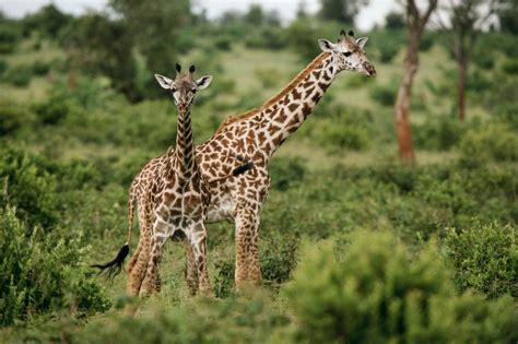 African Wildlife Wild Life Adventures