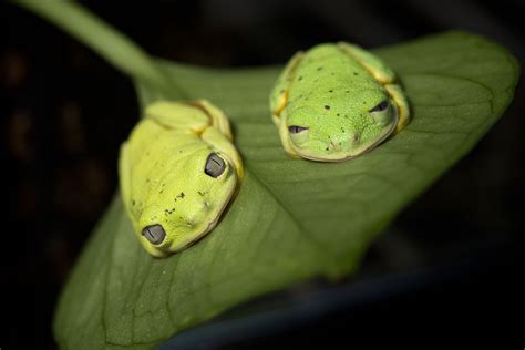 Lemur Leaf Frogs Scaly Slimy Spectacular The Amphibian And Reptile
