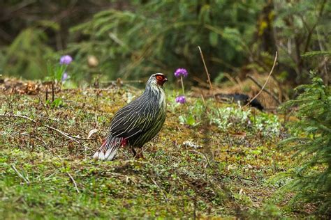 Animal groups and babies often have strange names. Checklist of the Birds of Sikkim | Bubo Birding
