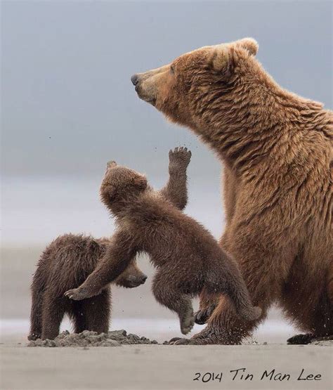 Grizzlyalaska Brown Bear Grizzly Bear Kodiak Bear