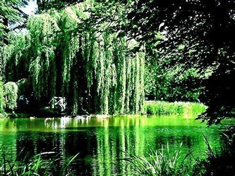 8 Weeping Willow Tree Cuttings Beautiful Arching Canopy Grow 8
