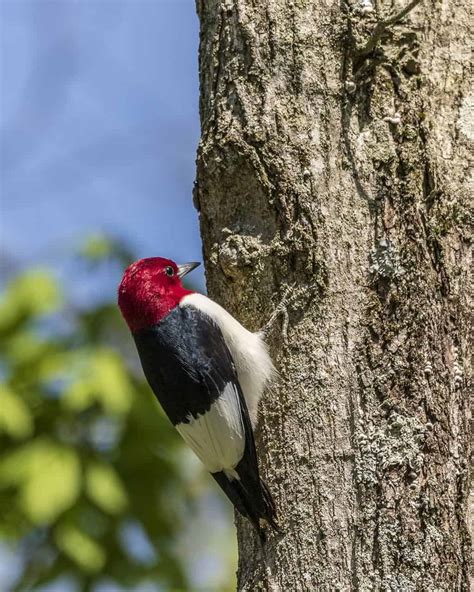 Types Of Woodpeckers Indiana Red Headed Woodpecker Audubon Field
