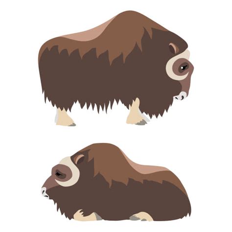 Musk Ox Illustrations Royalty Free Vector Graphics And Clip Art Istock