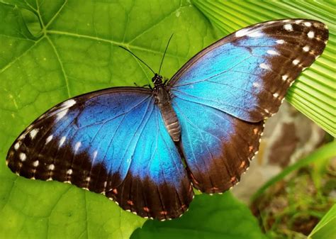 12 Elusively Blue Animals The Rarest Creatures Of All Nexus Newsfeed
