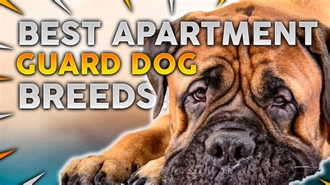 Top 10 Guard Dog Breeds For Apartments Youtube