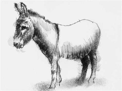 Artist Sean Briggs Producing A Sketch A Day Donkey Art Donkey