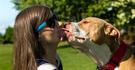 Is It Okay To Kiss A Dog