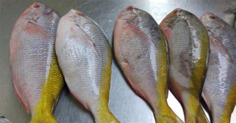 Menu hari ini ikan kakap pedas manis, bosen klo cuman digoreng atau bumbu kuning ehehe Kakap Ekor Kuning Goreng / Facebook / Ikan ekor kuning ...