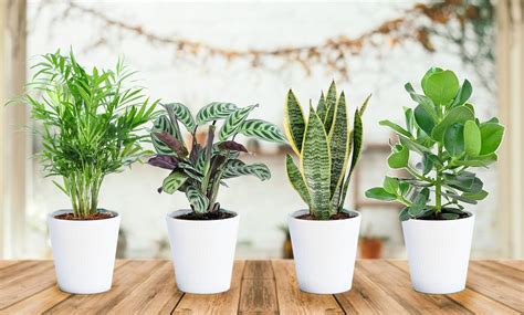 Set Of Four Easy Care Houseplants Groupon
