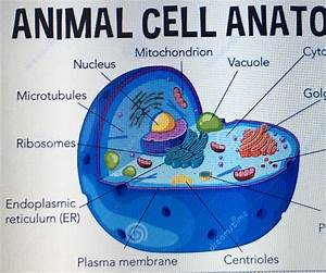Three Parts Of A Cell Diagram
