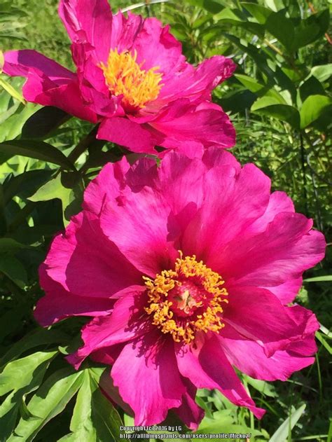 Photo Of The Bloom Of Itoh Peony Paeonia Morning Lilac Posted By