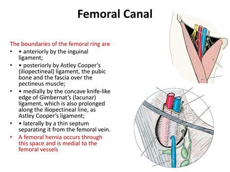 There is one inguinal canal on each side of the midline. PPT - Inguinal , femoral and scrotal regions PowerPoint ...