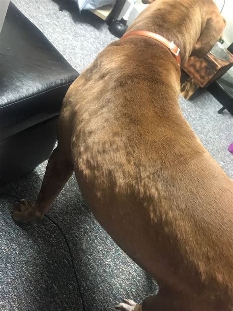 My Pitbull Has Bumps All Over His Skin Like A Rash Of Some Sort He