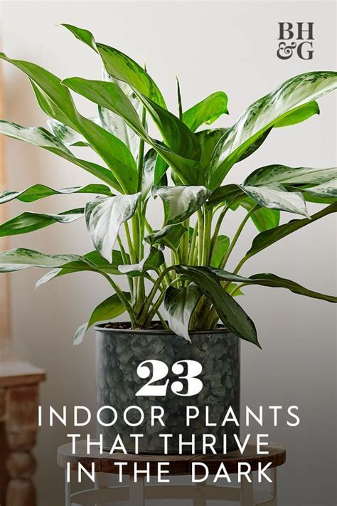 23 Of Our Favorite Low Light Houseplants Indoor Plants Low Light